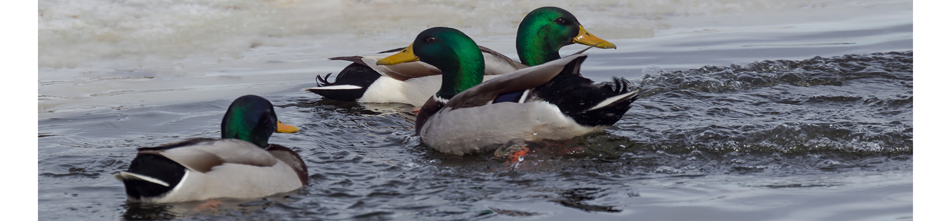Forfaits de pêche au lotte — La Pourvoirie du Col-Vert – La Pourvoirie du Col-Vert